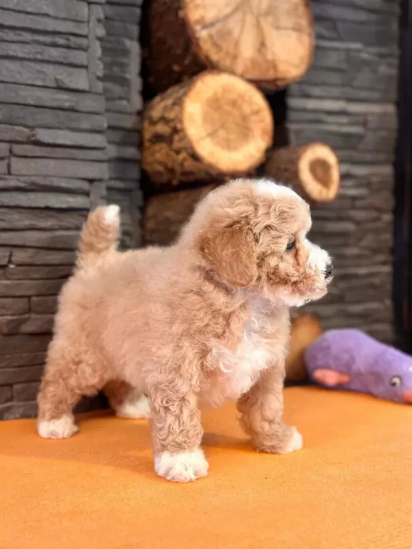 İpeksi Tüylü Neşe Küpü Maltipoo Yavruları