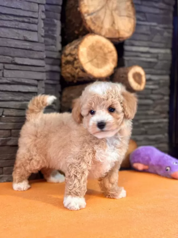 İpeksi Tüylü Neşe Küpü Maltipoo Yavruları