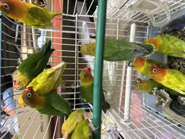 Sağlıklı Her Renk Bebek Kuşlar