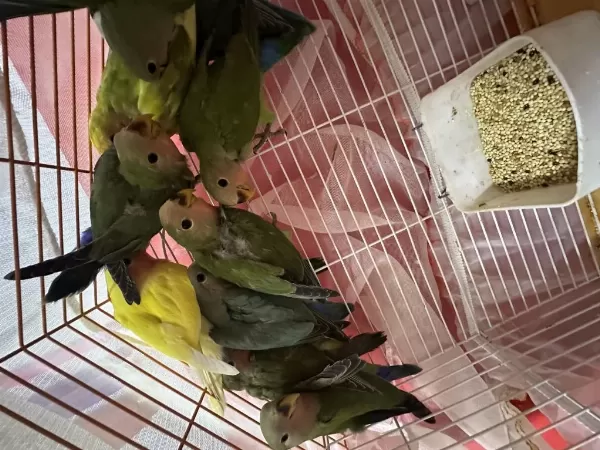 Sağlıklı Her Renk Bebek Kuşlar