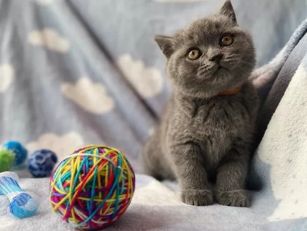 British Shorthair Yavrulari