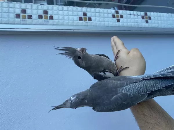 Wf Bebek Sultan Papağanlar