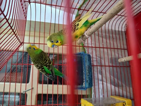 Güzel İrk Muhabbet Kuşları