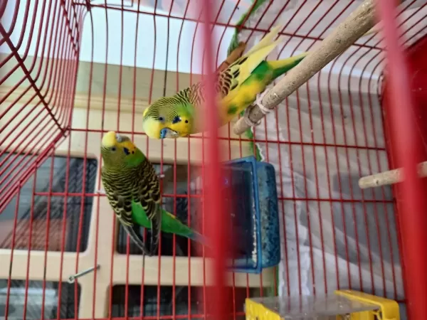 Güzel İrk Muhabbet Kuşları