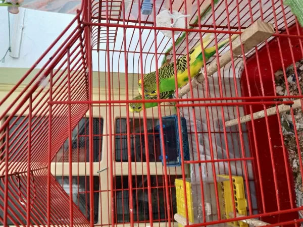 Güzel İrk Muhabbet Kuşları