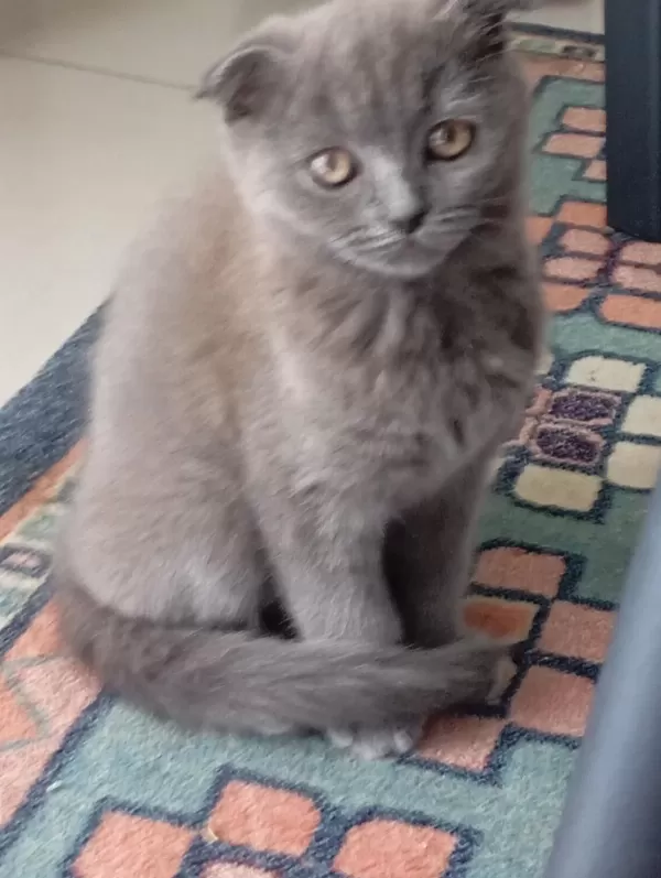 Scottish Fold Kedisi