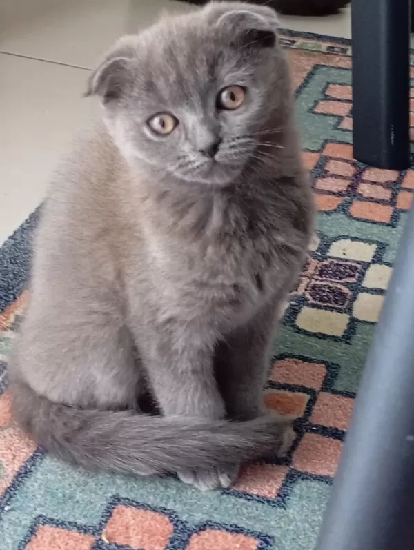 Scottish Fold Kedisi