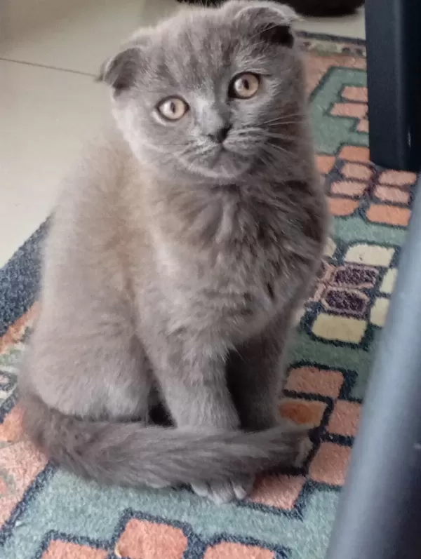 Scottish Fold Kedisi