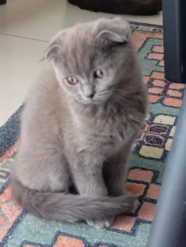 Scottish Fold Kedisi