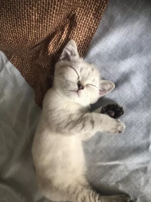 3 Aylık British Shorthair Yavru