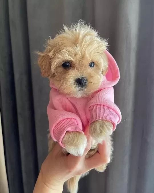 Dünya Tatlisi Maltipoo Yavrulari