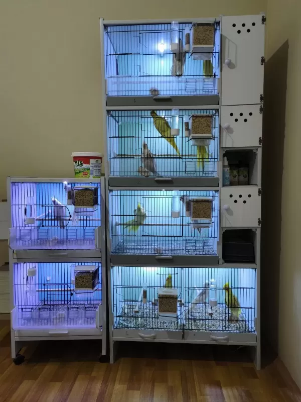 Sultan Papağanları Ve Pvc Kafes