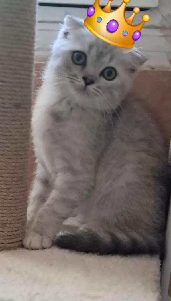 Scottish Fold Whiskas