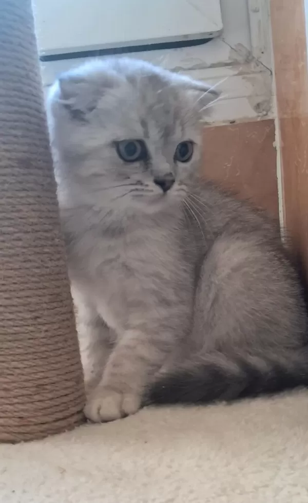Scottish Fold Whiskas