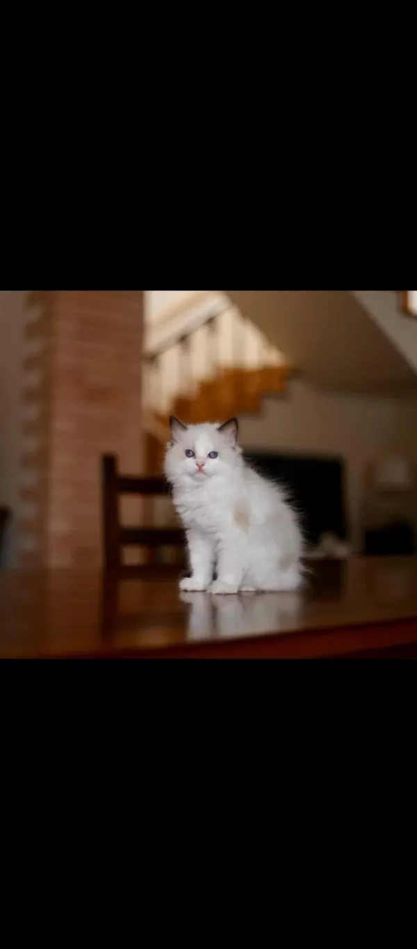 Harika Asaletli Ragdoll