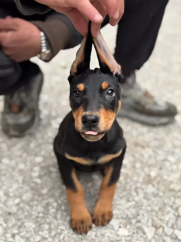 Sağlıklı Doberman Show Class