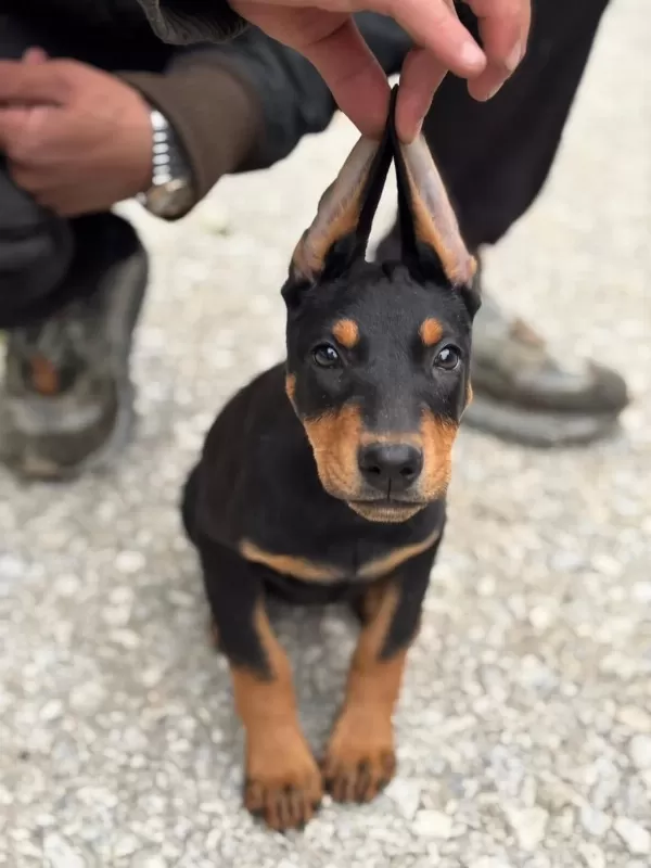 Sağlıklı Doberman Show Class