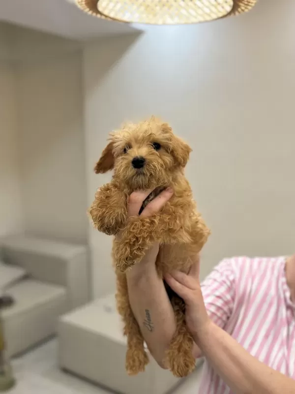 Harika Maltipoo Bebekler