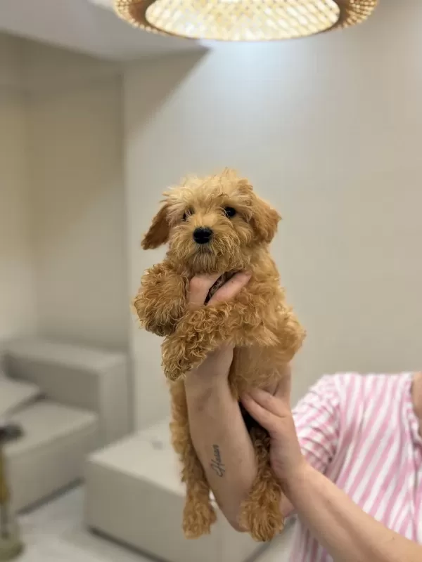 Harika Maltipoo Bebekler
