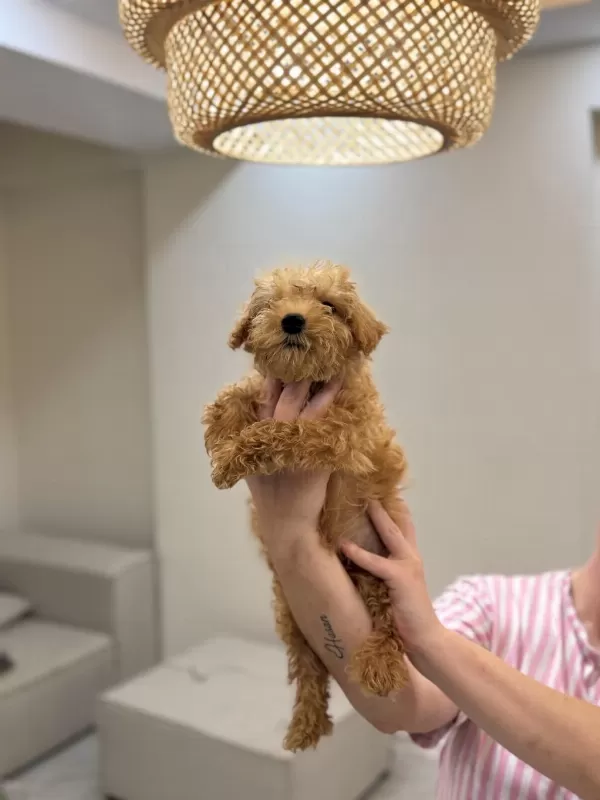 Harika Maltipoo Bebekler
