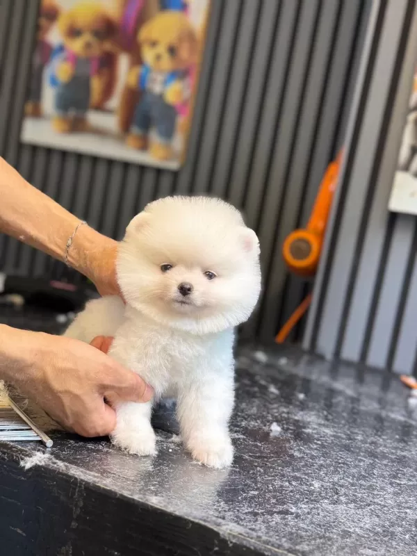 Harika Pomeranian Boo