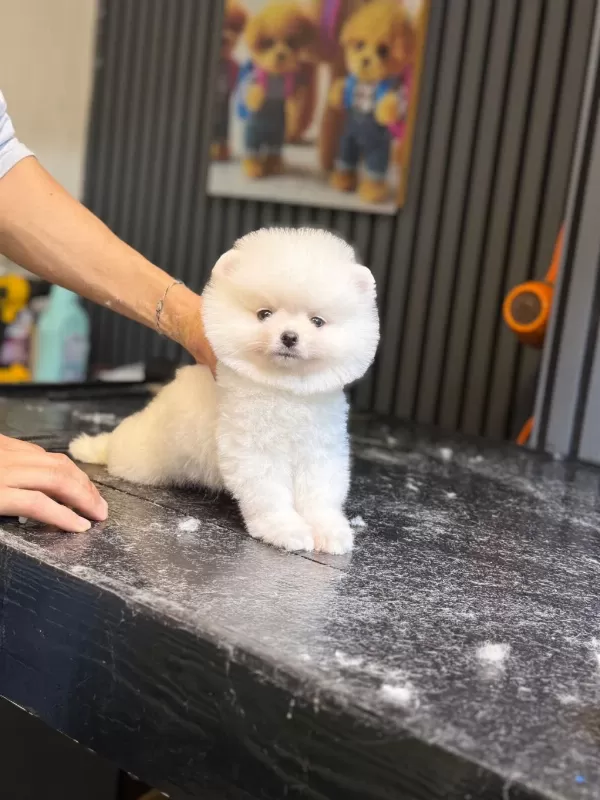 Harika Pomeranian Boo