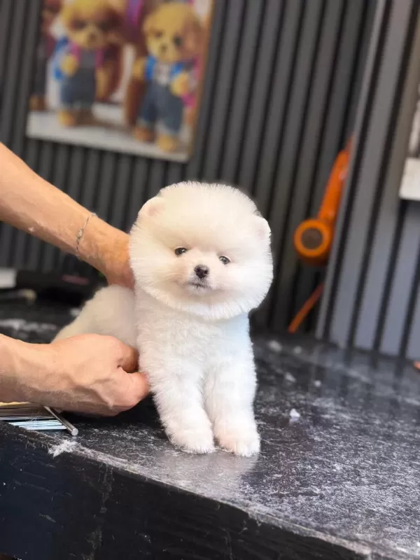 Harika Pomeranian Boo