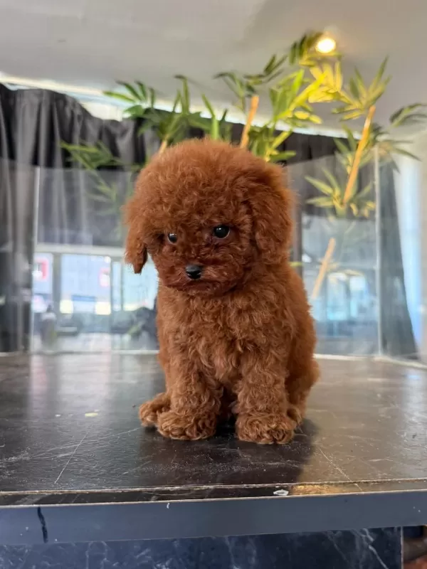 Harika Toypoodle Kore