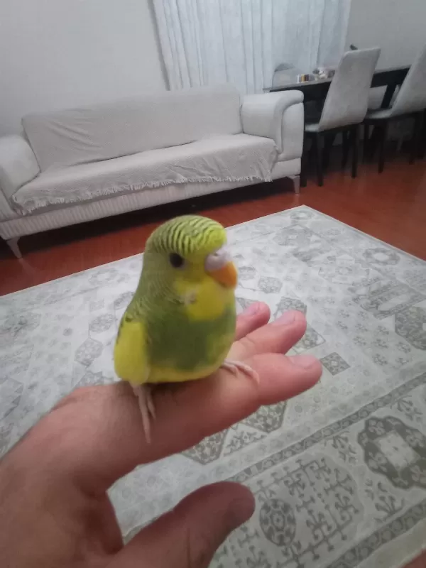 Sarı Prenses Muhabbet Kuşu