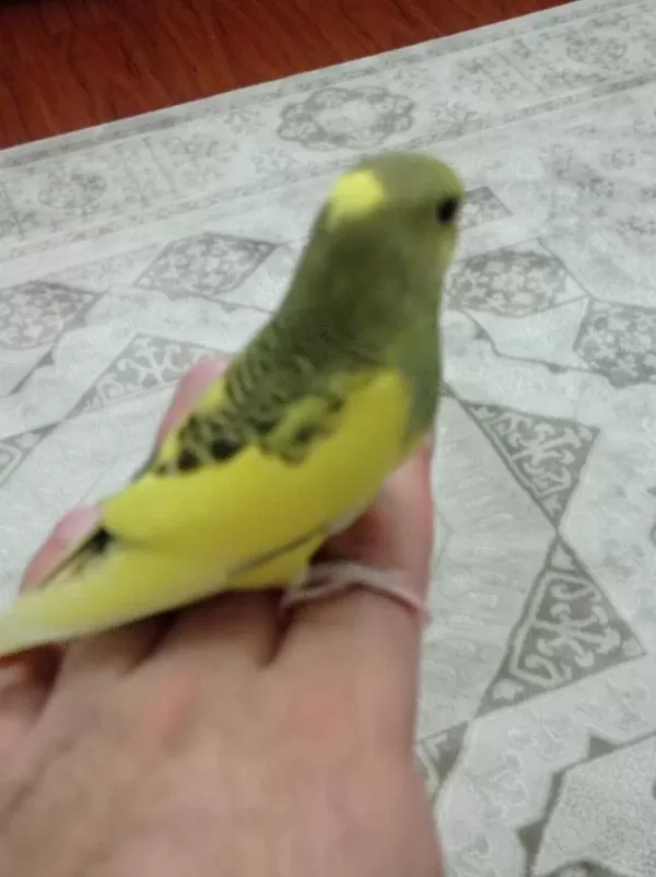 Sarı Prenses Muhabbet Kuşu