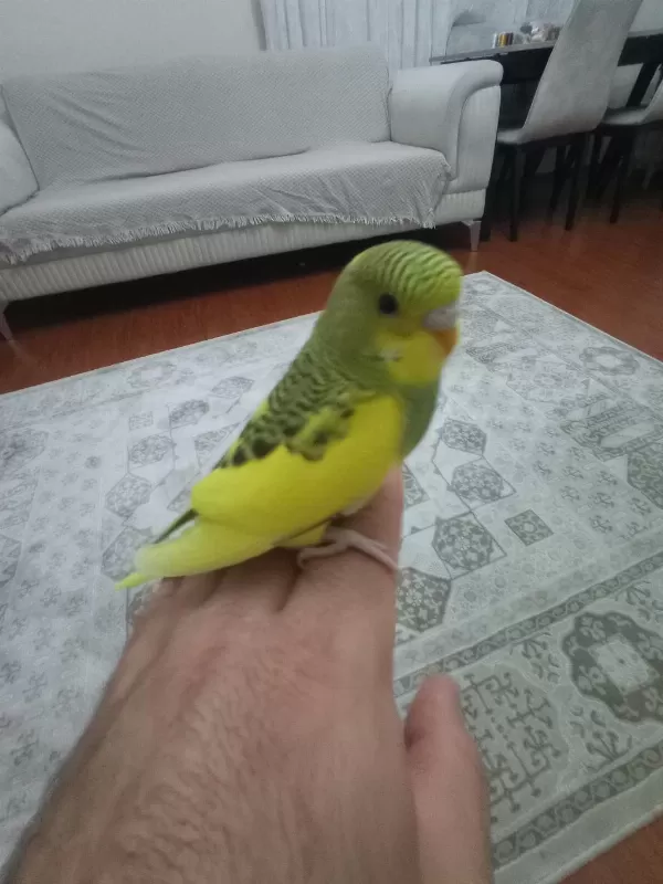 Sarı Prenses Muhabbet Kuşu