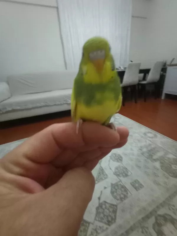 Sarı Prenses Muhabbet Kuşu