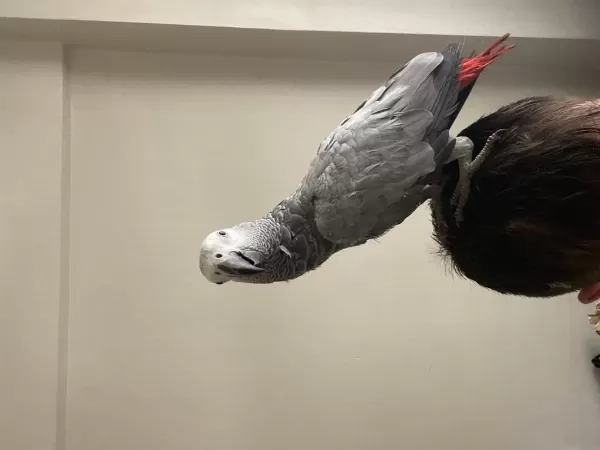 Harika Yavru Jako Papağanı