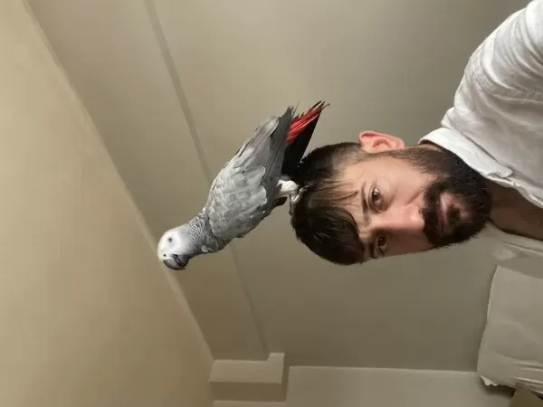 Harika Yavru Jako Papağanı