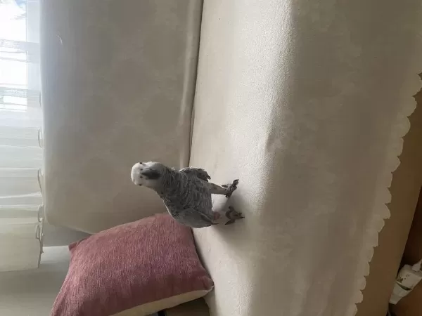 Harika Yavru Jako Papağanı