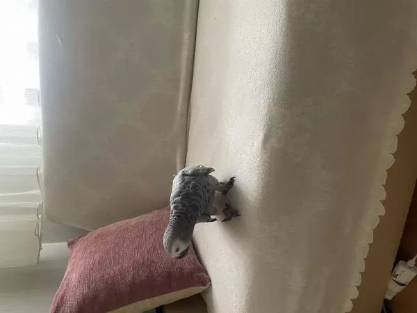 Harika Yavru Jako Papağanı