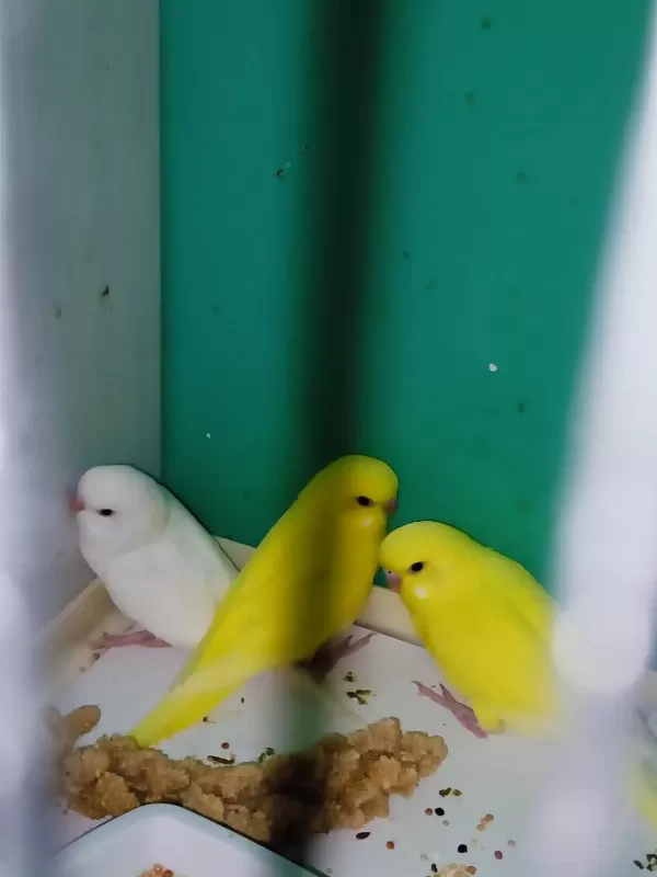 Harika Yavru Muhabbet Kuşu