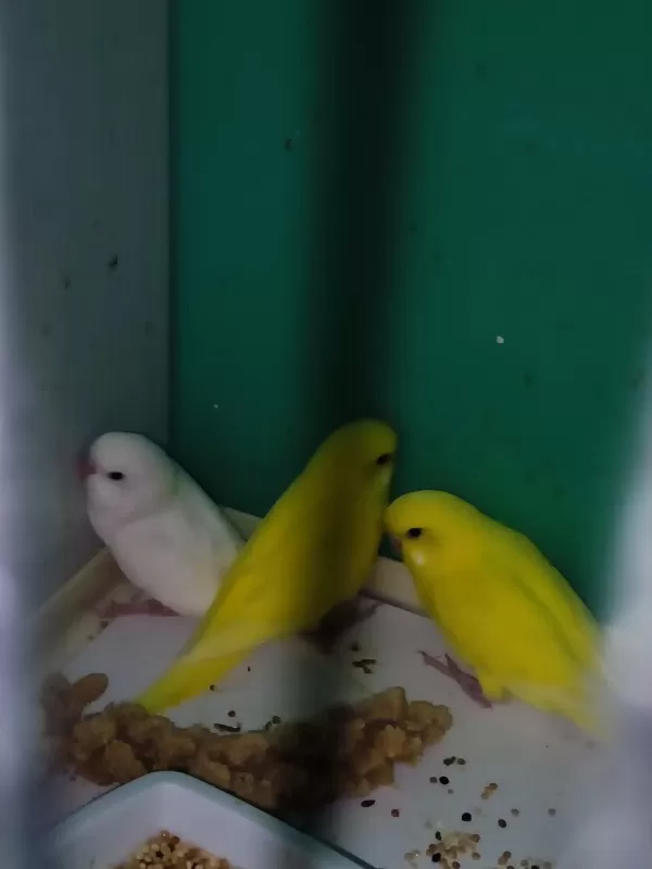 Harika Yavru Muhabbet Kuşu