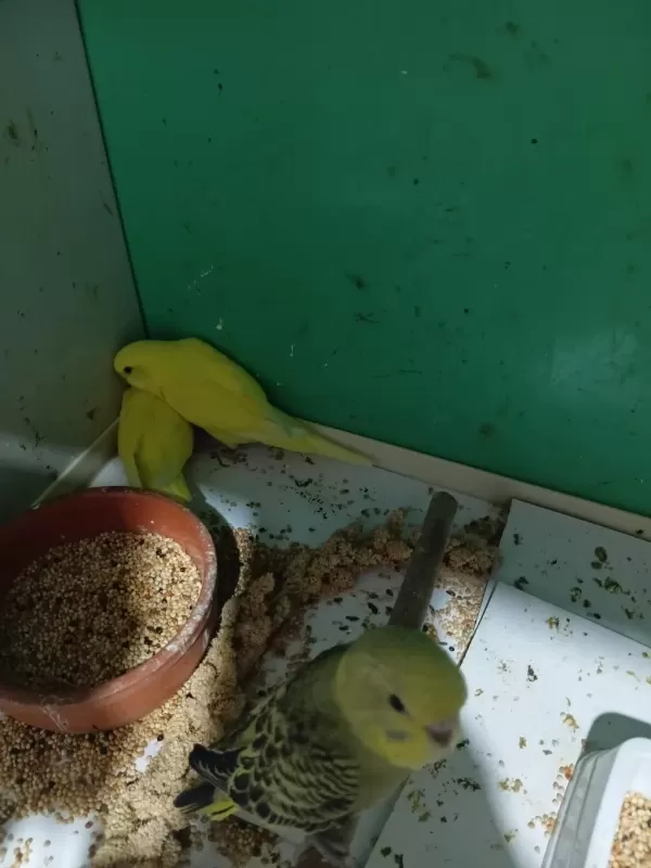 Harika Yavru Muhabbet Kuşu