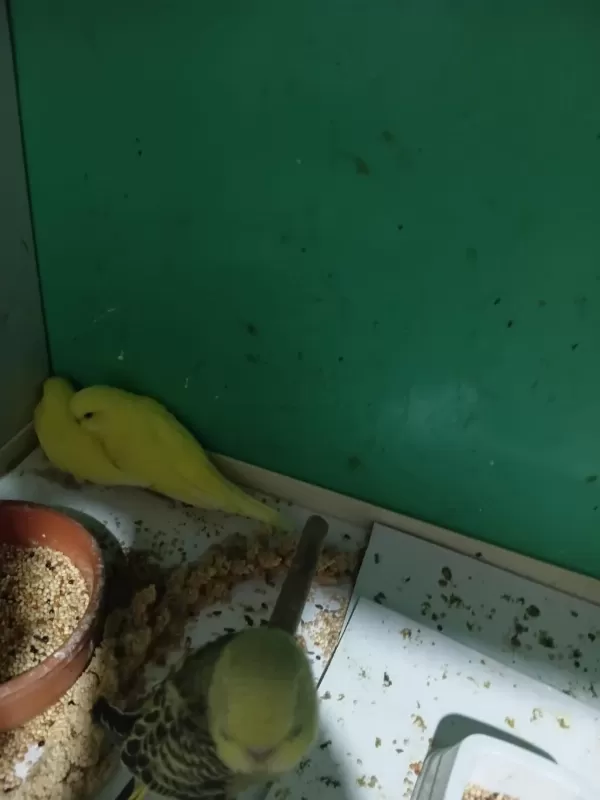Harika Yavru Muhabbet Kuşu