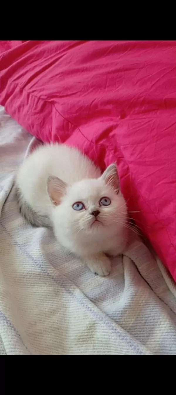 Gerçek Bir Dost Kedi İse İstediğiniz Tamda Doğru Yerdesiniz