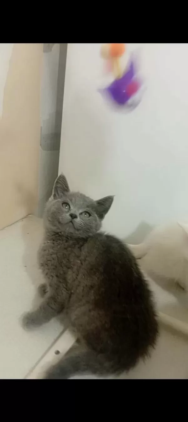 Gerçek Bir Dost Kedi İse İstediğiniz Tamda Doğru Yerdesiniz