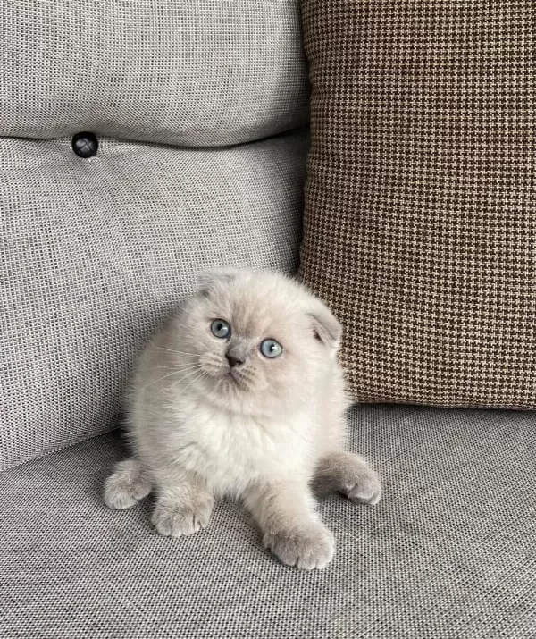 Scottish Fold Blue Point Yavrularim