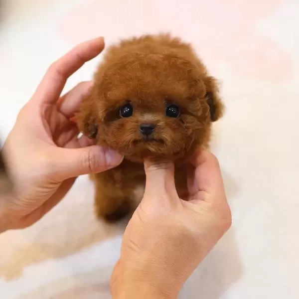 Wc Eğitimli Super Zeki Toy Poodle Bebeklerimiz