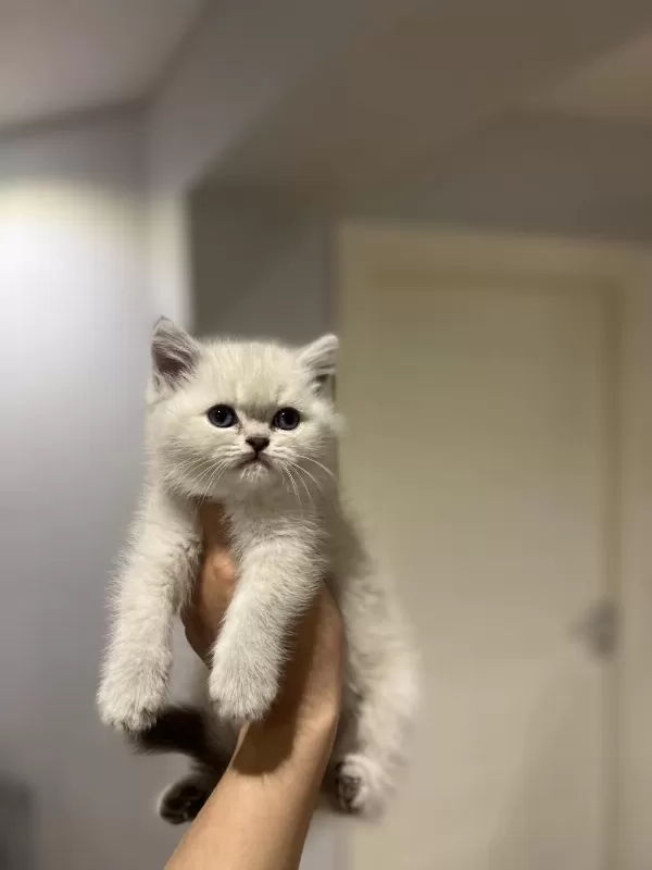Emsalsiz Güzellikte British Shorthair Yavrularim