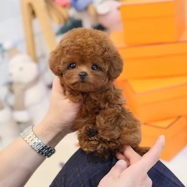 Sevgi Dolu Toy Poodle Yavrularım