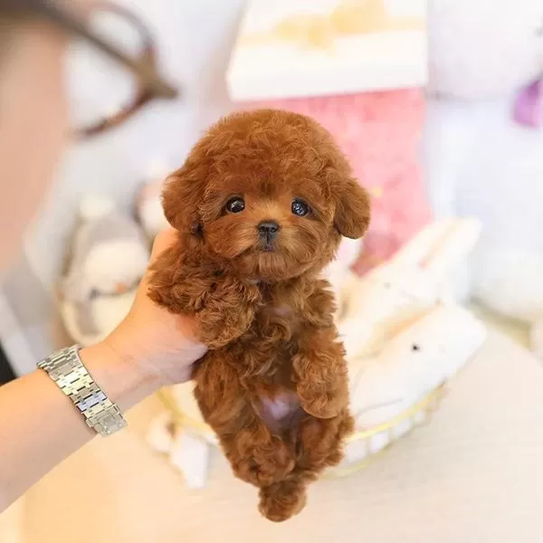 Sevgi Dolu Toy Poodle Yavrularım
