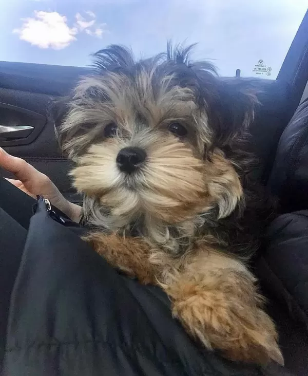 Bol Tüylü Pofuduk Yavru Yorkshire Terrier
