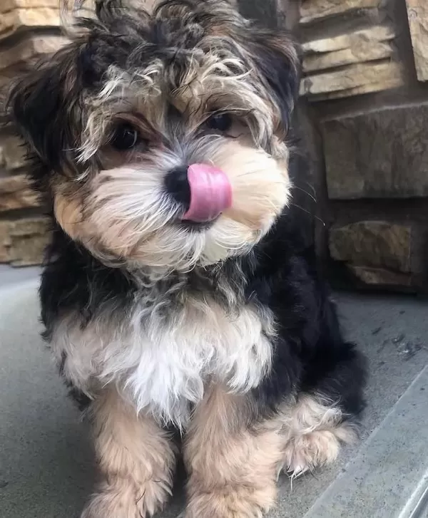 Bol Tüylü Pofuduk Yavru Yorkshire Terrier