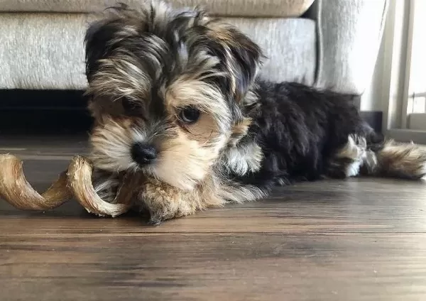 Bol Tüylü Pofuduk Yavru Yorkshire Terrier
